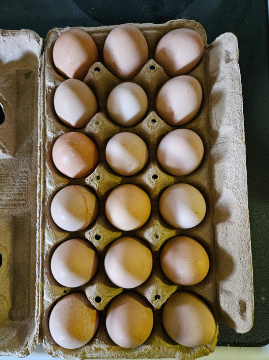 18 pack of guinea eggs